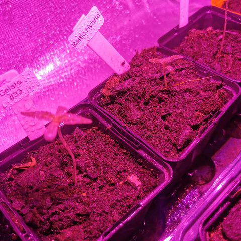 White Widow Auto growlog timeline photo