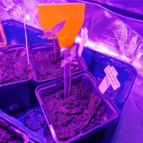 White Widow Auto growlog timeline photo