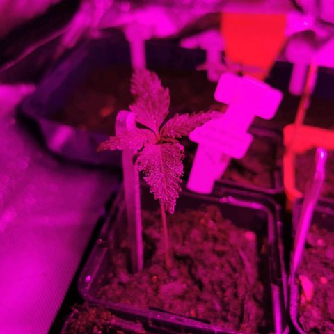 White Widow Auto growlog photo: Gute Entwicklung. Gewächshaus a 5-7 Tage zurück. Stütze wird nicht mehr benötigt 