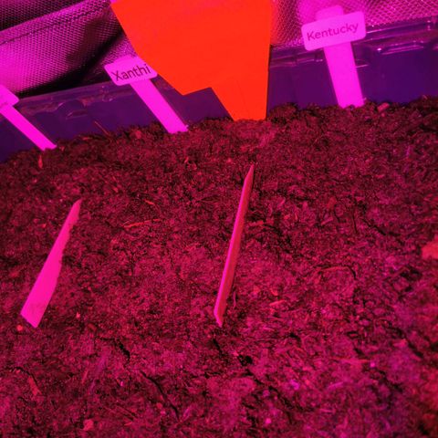 White Widow Auto growlog photo: Tabak in 3 Sorten angesäht