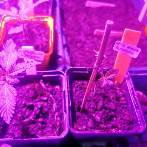 White Widow Auto growlog photo: Indoor vs Outdoor