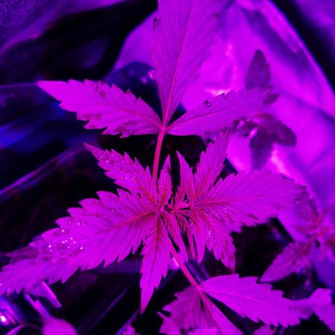 White Widow Auto growlog timeline photo