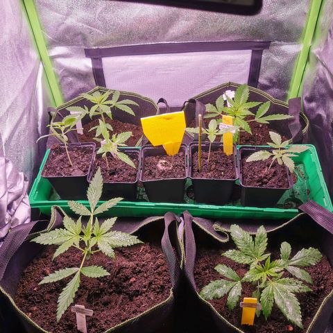 White Widow Auto growlog photo: Umgepflanzt, neue Beleuchtung 