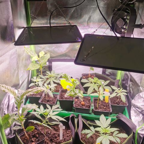 White Widow Auto growlog photo: 4x Kaffee untergestellt und 2. Lampe angebracht 
