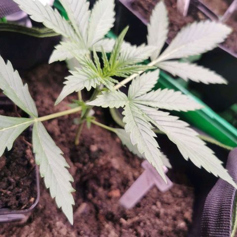 White Widow Auto growlog timeline photo