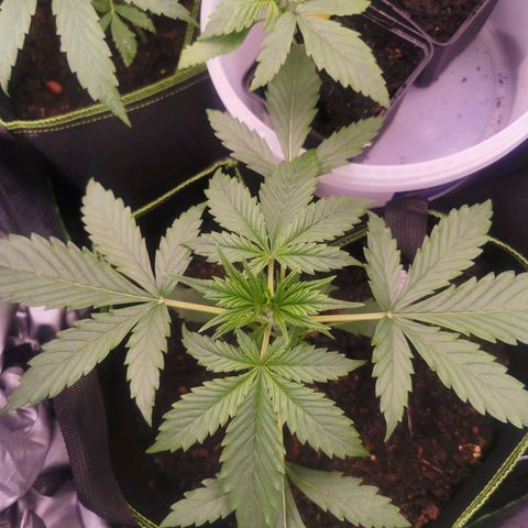 White Widow Auto growlog timeline photo