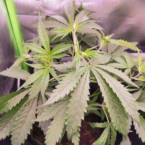 White Widow Auto growlog timeline photo