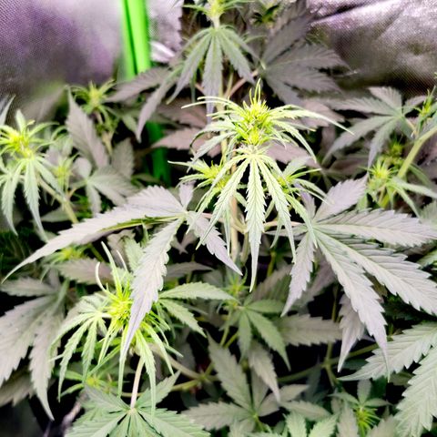 White Widow Auto growlog photo: Blütenansätze kommen. Etwas beschnitten und ausgedünnt