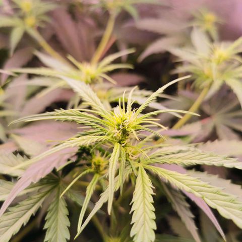White Widow Auto growlog timeline photo