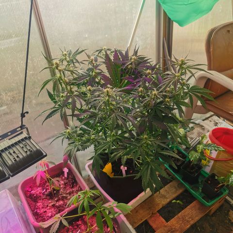 White Widow Auto growlog photo: Für Blüte ins Gewächshaus umgezogen. Warmes Wetter angesagt. Behelfsweise 25w Wachstums LED von Sonnenaufgang bis Untergang 