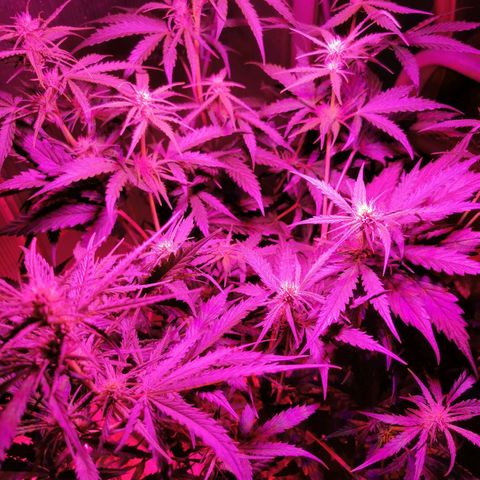 White Widow Auto growlog timeline photo