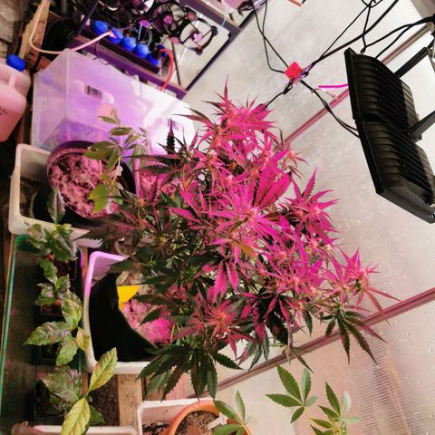 White Widow Auto growlog timeline photo