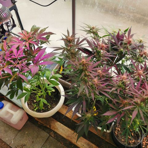 White Widow Auto growlog photo: 2. Geht ins Gewächshaus, Blüte beginnt langsam