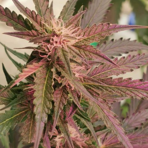 White Widow Auto growlog timeline photo