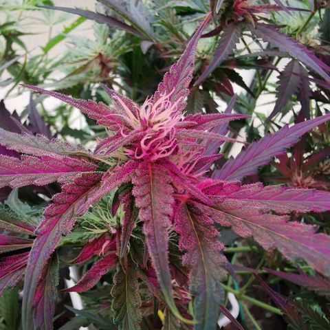 White Widow Auto growlog timeline photo