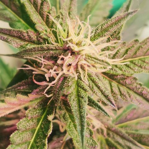 White Widow Auto growlog timeline photo