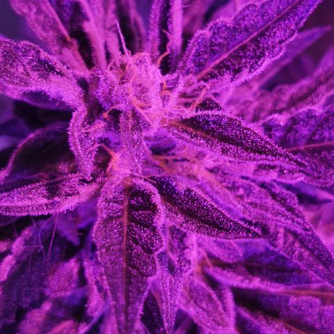 White Widow Auto growlog timeline photo