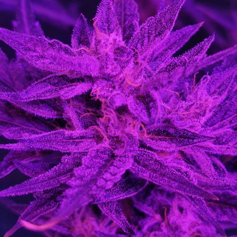 White Widow Auto growlog timeline photo