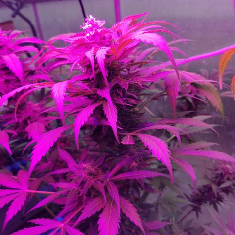 White Widow Auto growlog photo: 2. Pflanze, schöner Wuchs, Nachttemperaturen um 6°