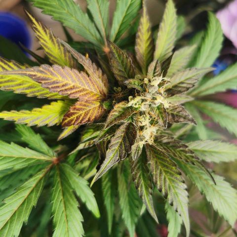 White Widow Auto growlog photo: 2. Pflanze, schöner Wuchs, Nachttemperaturen um 6°