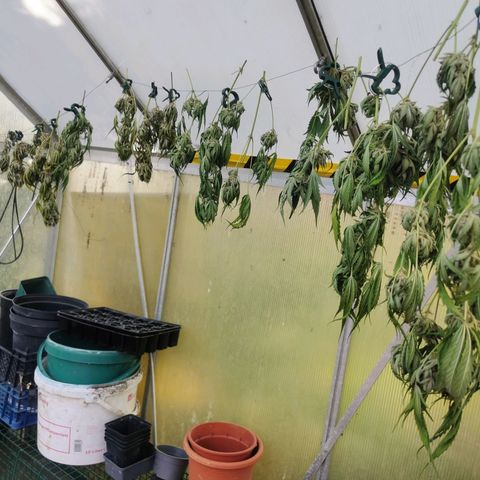 White Widow Auto growlog photo: Erste Pflanze geerntet 
