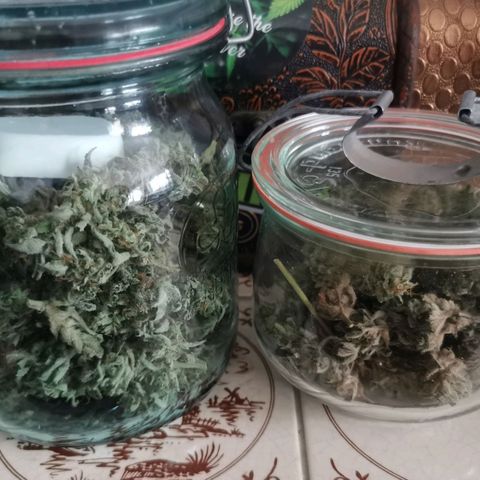 White Widow Auto growlog photo: Trocknung und Aushärtung von Pflanze 1