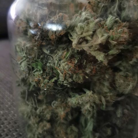 White Widow Auto growlog timeline photo