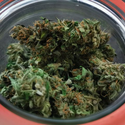White Widow Auto growlog timeline photo
