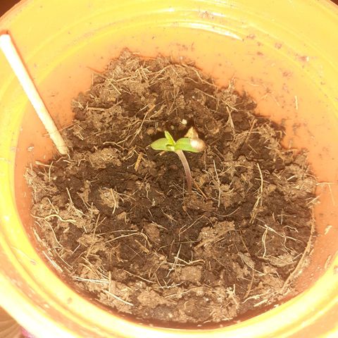 María Pancha growlog photo: Plantula creciendo 