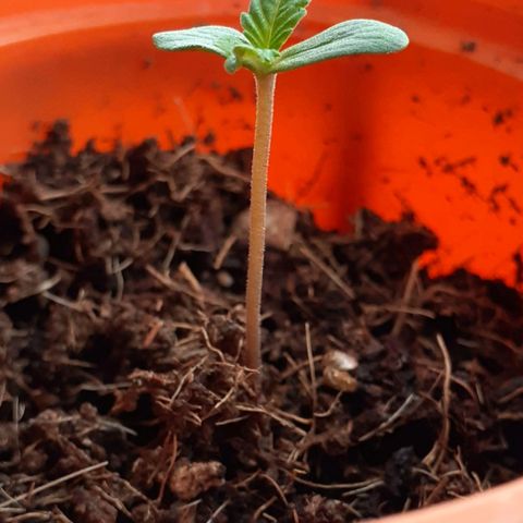 María Pancha growlog timeline photo