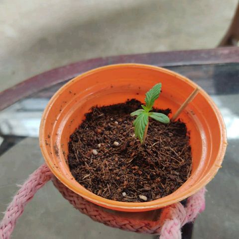 María Pancha growlog timeline photo