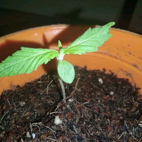 María Pancha growlog timeline photo