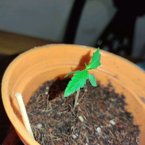 María Pancha growlog timeline photo