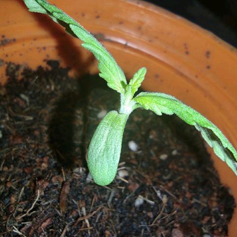 María Pancha growlog timeline photo