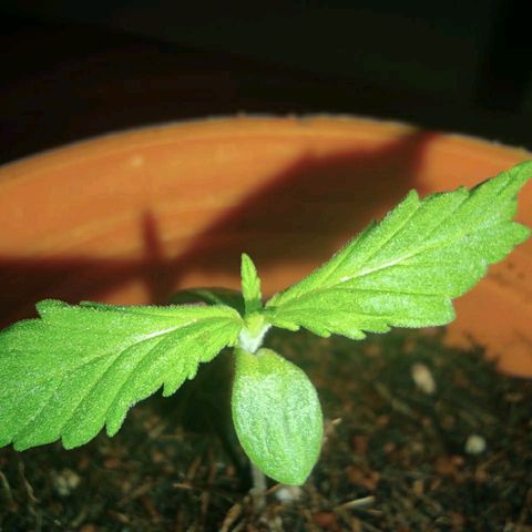 María Pancha growlog timeline photo