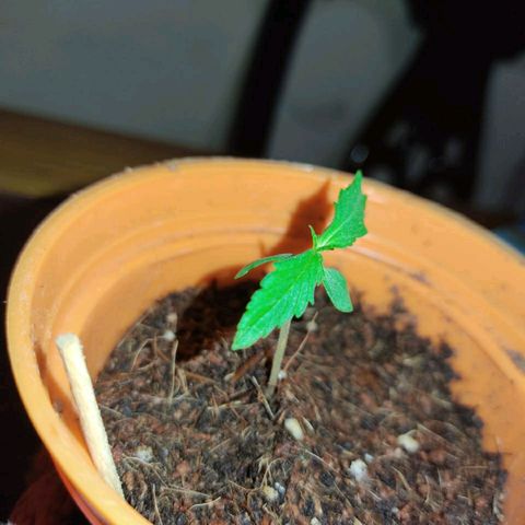 María Pancha growlog timeline photo