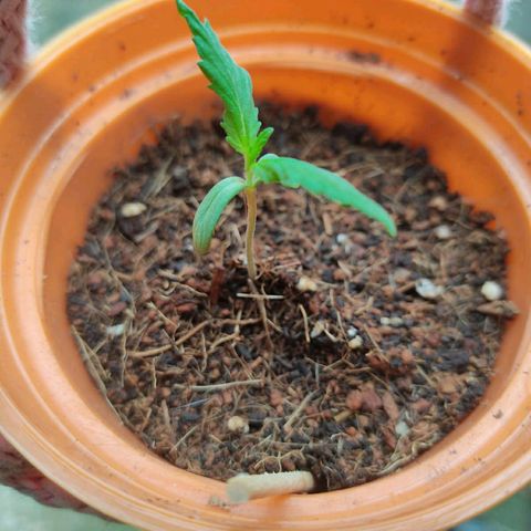 María Pancha growlog timeline photo