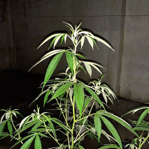 María Pancha growlog timeline photo