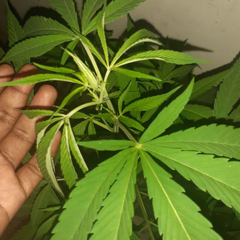 María Pancha growlog timeline photo