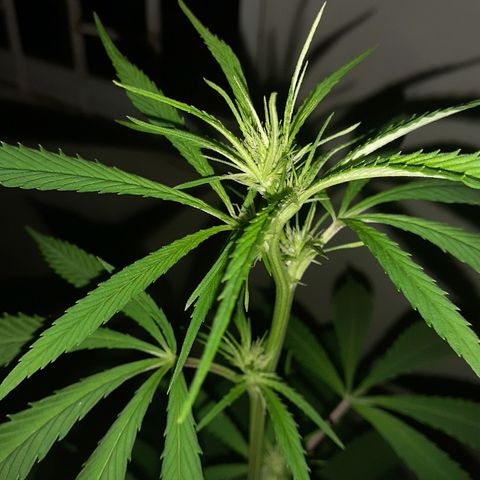 María Pancha growlog timeline photo