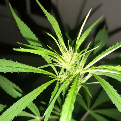 María Pancha growlog timeline photo