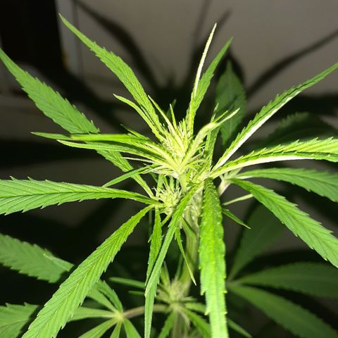 María Pancha growlog timeline photo