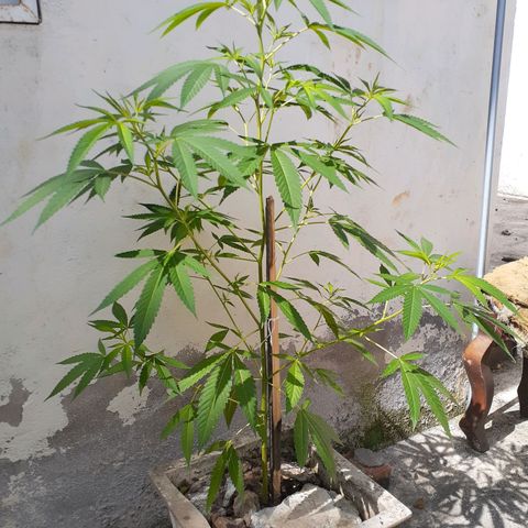 María Pancha growlog timeline photo