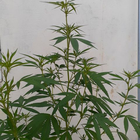 María Pancha growlog timeline photo