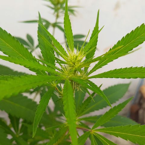María Pancha growlog timeline photo