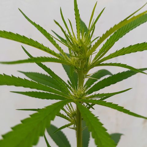 María Pancha growlog timeline photo