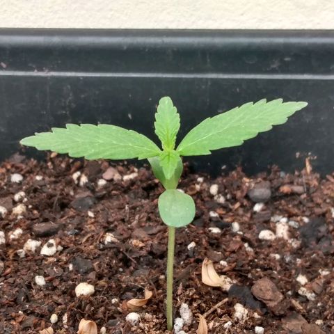 Choco #1 growlog timeline photo