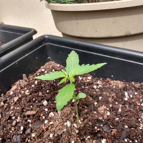 Choco #1 growlog timeline photo