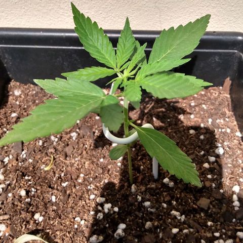 Choco #1 growlog timeline photo