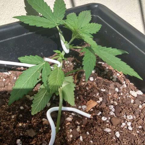 Choco #1 growlog timeline photo